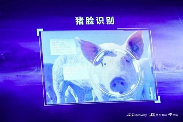 京东宣布进军养猪业，还推出了“猪脸识别”技术